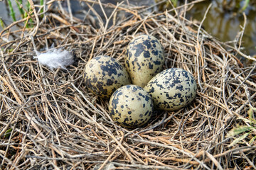 Birds of salty marshes. Helium. Black-winged stilt (Himantopus himantopus) nest between samphire...