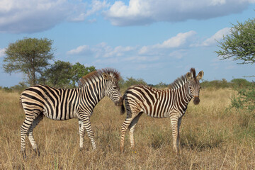 Obraz premium Steppenzebra / Burchell's zebra / Equus quagga burchellii.