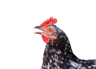 Black and white speckled hen isolated transparent png