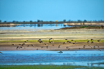 Seaside lagoons at water runoff in the hot summer period at noon. There is a hot haze over the water and sandy-muddy shoals (mudflats). Feeding place of migrating birds (arctic sandpipers). Wetlands