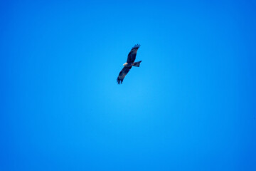 black kite in the sky over the Arabat arrow spit