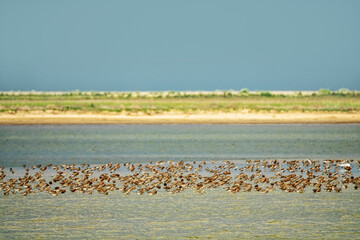 Migration halt of flyway waders (stop-over) in bays of Lake Sivash on Arabatskaya strelka spit. Sandpipers (Calidris) feed here for many days to restore fat reserves (Fuel) for throw to Arctic