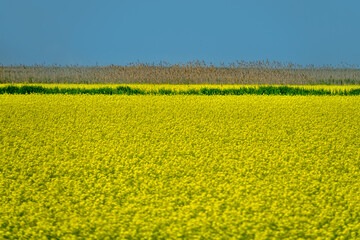 Yellow fields of rapeseed colza (Brassica napus var. oleifera), canola flowers on southern plains,...