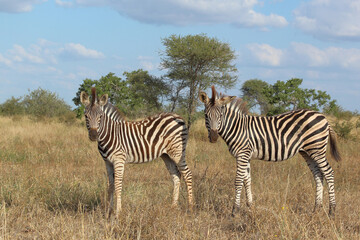 Steppenzebra / Burchell's zebra / Equus quagga burchellii.