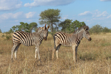 Steppenzebra / Burchell's zebra / Equus quagga burchellii.