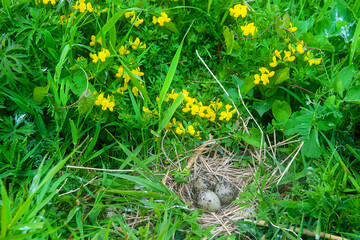 Nest of Little gull (Larus minutus) on sea meadow of island in eastern part of Gulf of Finland. Mixed land colony of gulls and terns. Birdsfoot trefoil (Lotus corniculatus) blooms