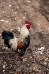 rooster in the farm