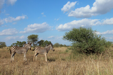 Obraz premium Steppenzebra / Burchell's zebra / Equus quagga burchellii.