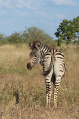 Steppenzebra / Burchell's zebra / Equus quagga burchellii.