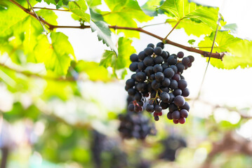 Vine and bunch of white grapes in garden. Farmers harvesting grape.