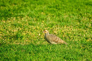 Abu Dhabi, Arab Emirates, January. Grey Francolin (Francolinus pondicerianus) on winter place in Arabian deserts, desertscape, feeding in leafless shrubs neighborhoods of Abu Dhabi and in city parks