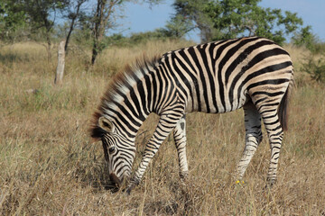 Steppenzebra / Burchell's zebra / Equus quagga burchellii.