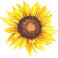 Sunflower Nature Plant