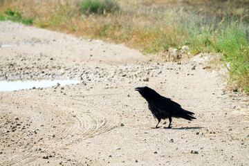 A raven on a field road. The bird is worried because the young are nearby. North Black sea