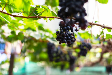 Vine and bunch of white grapes in garden. Farmers harvesting grape.