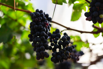 Vine and bunch of white grapes in garden. Farmers harvesting grape.