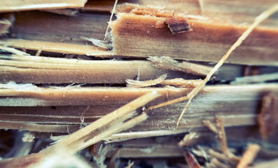 Forest industry. The trunk of a coniferous tree is destroyed, splinter along by skidder...