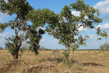 Naklejka premium Afrikanischer Busch - Krügerpark - Südafrika / African Bush - Kruger Park - South Africa /