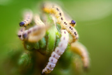 Caterpillars of weave moth yponomeuta evonymella. Macro photography caterpillar, soft focus.