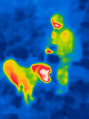 Boring hunting dog walking (the owner with a smartphone). Image from thermal imager device.