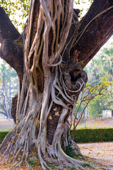 Plant ecology. A powerful old woody vine literally stuck to the tree (parasitic activity). Plants...