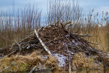 Beaver hut before winter. Eurasian beaver (Castor fiber) dragged tree branches and mud. External work completed before frost and freezing of the reservoir