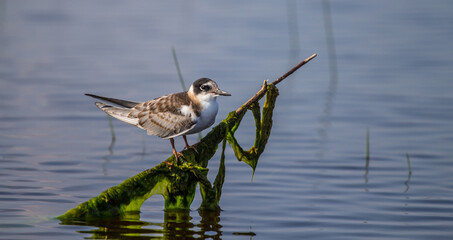 Black tern (Chlidonias nigra) (young) sit on a branch among the lake Ilmen water surface between marsh-weed (Equisetum palustre)