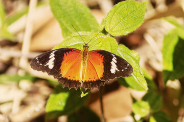 Butterfly Cethosia sp. (Heliconiinae). Tropical forest. February. Thailand