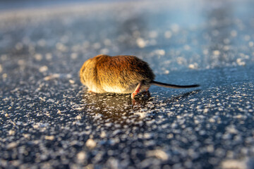 Red-backed vole (Clethrionomys glareolus) runs on ice. Mice migrations, force rivers when...