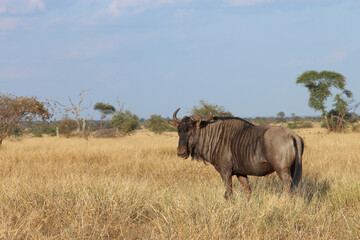 Obraz premium Streifengnu / Blue wildebeest / Connochaetes taurinus