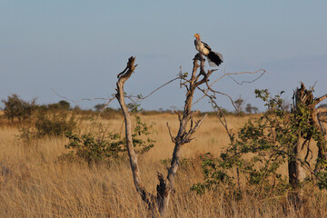 Südlicher Gelbschnabeltoko / Southern yellow-billed hornbill / Tockus leucomelas