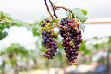 Vine and bunch of white grapes in garden. Farmers harvesting grape.