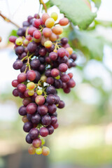 Vine and bunch of white grapes in garden. Farmers harvesting grape.