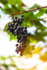 Vine and bunch of white grapes in garden. Farmers harvesting grape.