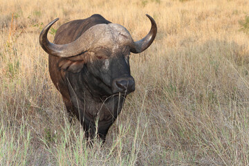 Kaffernbüffel / African buffalo / Syncerus caffer