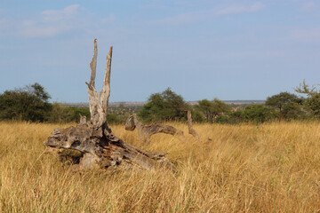 Afrikanischer Busch - Krügerpark - Südafrika / African Bush - Kruger Park - South Africa /