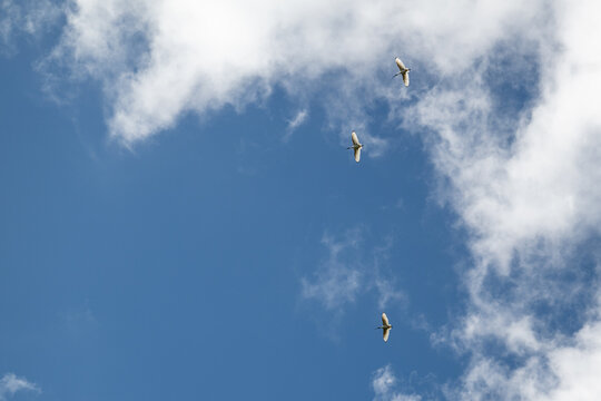 Australian white ibis birds, flock flying fly flight, native wader, Threskiornis molucca, bin chicken, habitat nature natural environment