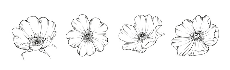 Set of differents flower tee rose on white background. Hybrid tea rose