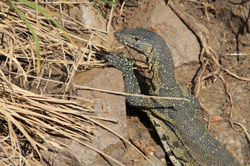 Nilwaran / Nile monitor / Varanus niloticus