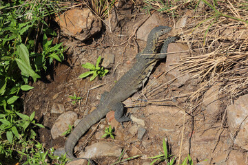 Nilwaran / Nile monitor / Varanus niloticus