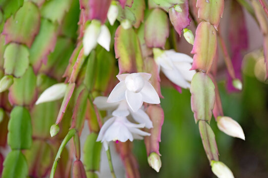 white zygocactus flower buds, schlumbergera, hanging basket garden gardening, ornamental succulent epiphyte