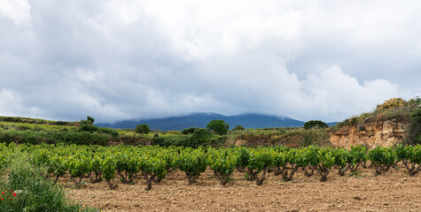 Vineyards in the La Rioja wine region, Spain. Vineyards along the wine road. Plantations of grapes...