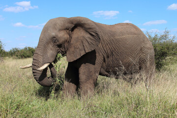 Obraz premium Afrikanischer Elefant / African elephant / Loxodonta africana