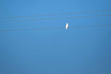 sulphur sulfur crested cockatoo, cacatua galerita, white bird on power electricity line wire, australian native wildlife, blue sky, clean background copy space card