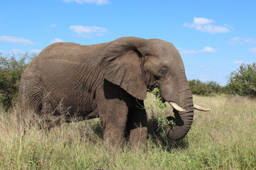 Fototapeta premium Afrikanischer Elefant / African elephant / Loxodonta africana