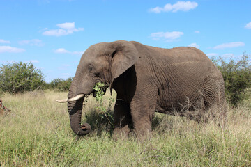 Obraz premium Afrikanischer Elefant / African elephant / Loxodonta africana
