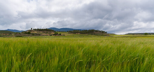 Wheat ears at the farm.Green wheat fields, extensive agriculture landscape in Spain.
