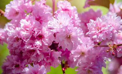 Japanese cherry blossoms on a green natural background
