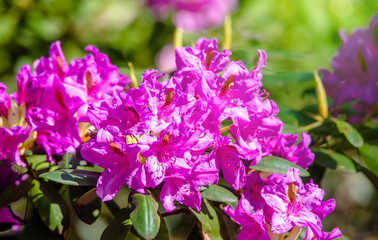 Obraz premium pink rhododendron blooms in the Botanical garden 