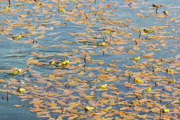 View of green frogs in pond during mating season